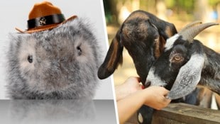 Streicheln unsere Kinder bald nur noch flauschige Roboter statt lebendige Ziegen?