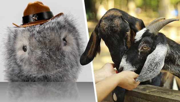 Streicheln unsere Kinder bald nur noch flauschige Roboter statt lebendige Ziegen?