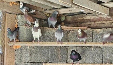 Bald wird es still werden in den Volieren.