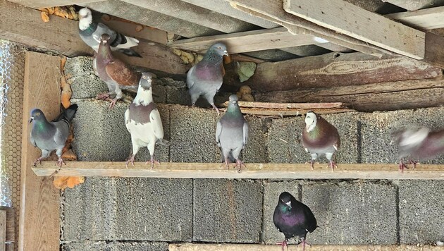 Bald wird es still werden in den Volieren.