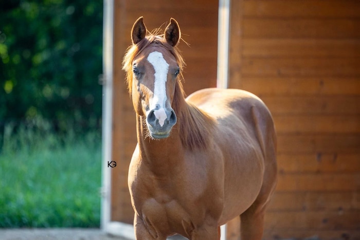 „Bella“ starb am 5. November. In der Früh war sie noch putzmunter, zu Mittag lag sie bereits ...
