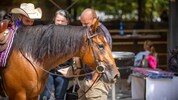 Auch Quarterhorse-Stute „Wally“ dürfte vergiftet worden sein.
