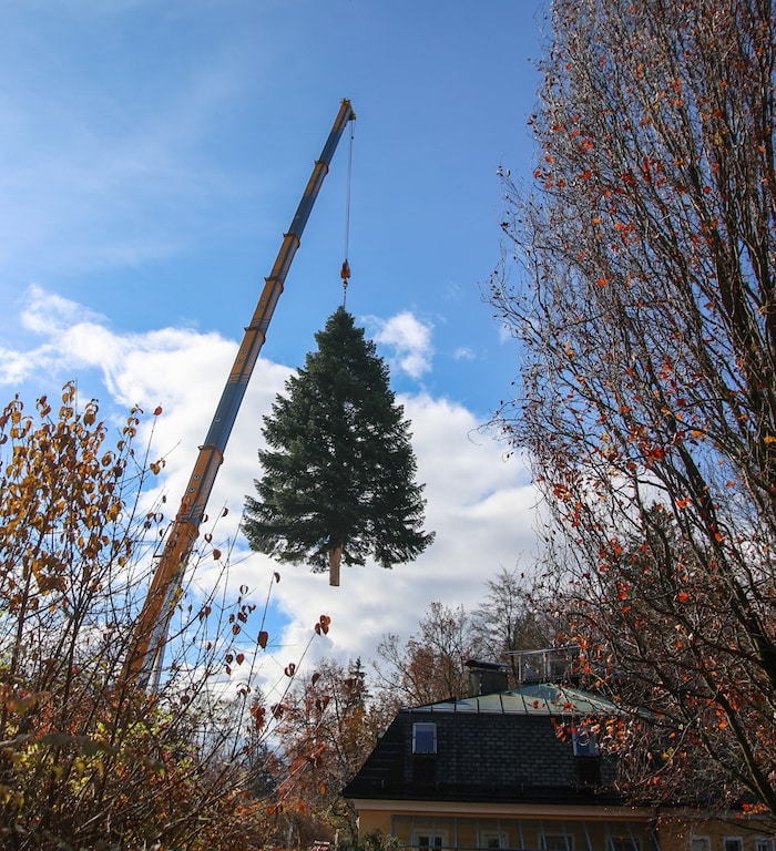 Ein Spezialkran hob die sieben Tonnen schwere Tanne aus dem Garten.