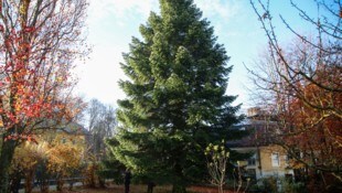 Mehr als 40 Jahre lang stand der künftige Christkindlmarkt-Baum im Garten von Familie Bauer in ...
