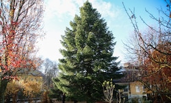 Mehr als 40 Jahre lang stand der künftige Christkindlmarkt-Baum im Garten von Familie Bauer in ...