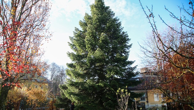 Mehr als 40 Jahre lang stand der künftige Christkindlmarkt-Baum im Garten von Familie Bauer in ...