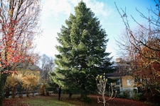 Mehr als 40 Jahre lang stand der künftige Christkindlmarkt-Baum im Garten von Familie Bauer in ...