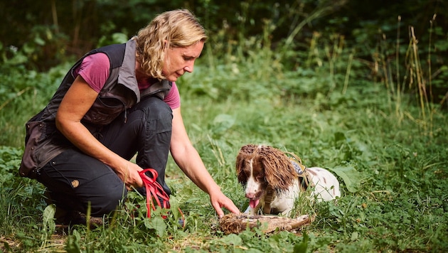Brigitte Komposch hat ihre drei Spaniels als Naturschutzhunde ausgebildet.