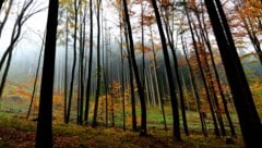 Der meteorologische Herbst ist in diesem Jahr wieder etwas zu mild verlaufen (Symbolbild).