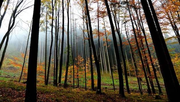Der meteorologische Herbst ist in diesem Jahr wieder etwas zu mild verlaufen (Symbolbild).