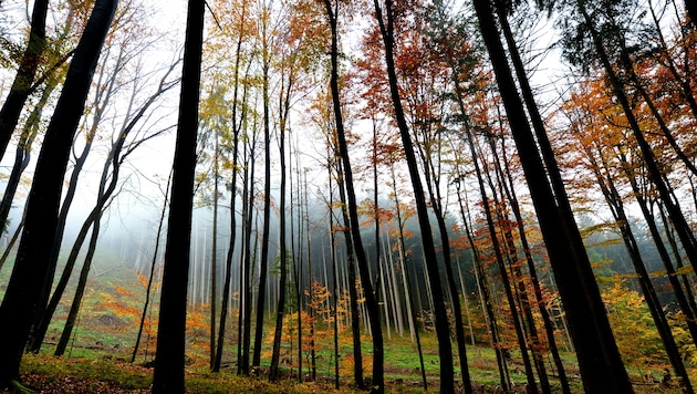 In einem Waldstück wurden die Speisereste entsorgt (Symbolbild).