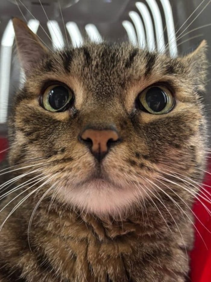 Katzensenior Tom Turbo