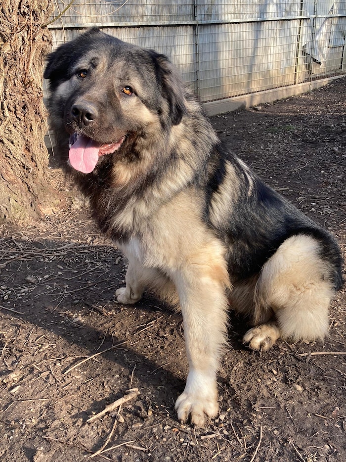 Treuer Herzensbrecher Simba