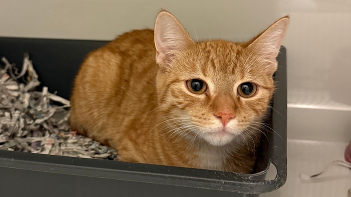 Katerduo in Graz-Mariatrost gefunden