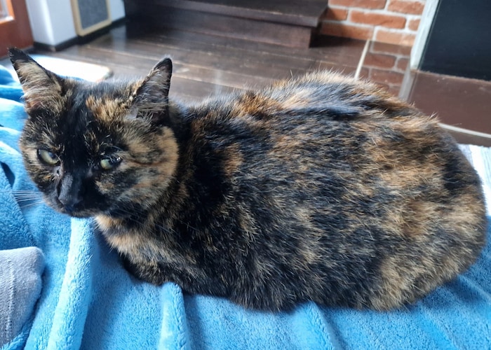 Wer hat Shirin gesehen?