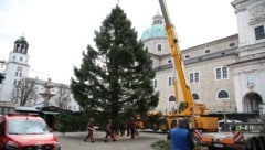 Der Baum steht nach Problemen beim Transport.