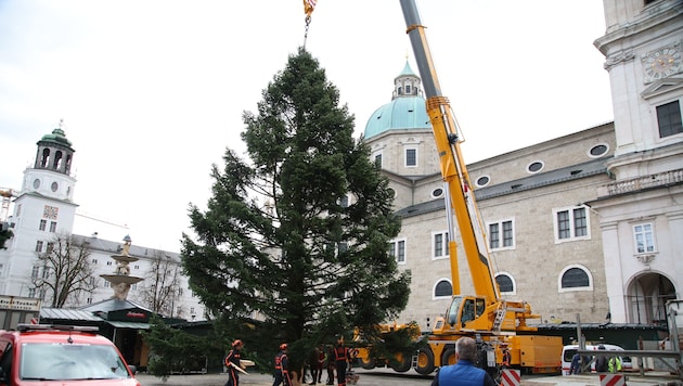 Der Baum steht nach Problemen beim Transport.