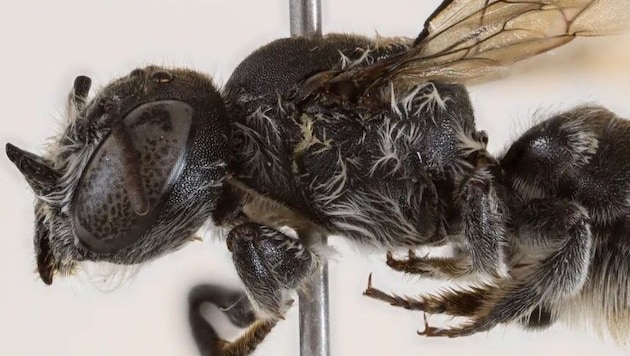 Sie ist nicht so gefährlich wie Schlangen, Spinnen, Haie und andere gefürchtete Tiere in ...