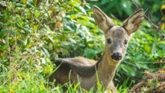 Versteckt, aber nicht unverwundbar.