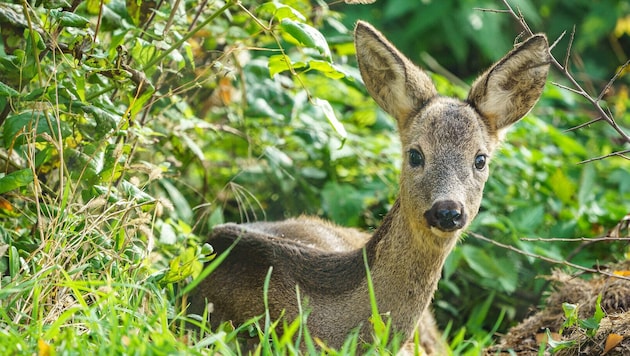 Versteckt, aber nicht unverwundbar.