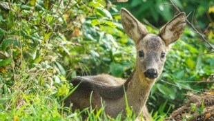 Den Rehen geht es gut in Maustrenk. 