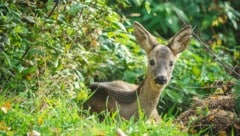 Den Rehen geht es gut in Maustrenk. 