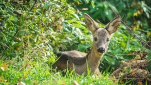 Den Rehen geht es gut in Maustrenk. 