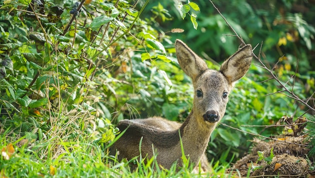 Den Rehen geht es gut in Maustrenk.