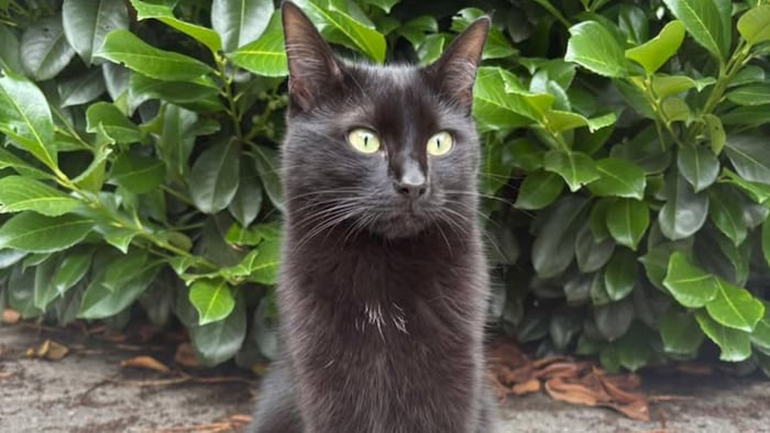 The handsome runaway.