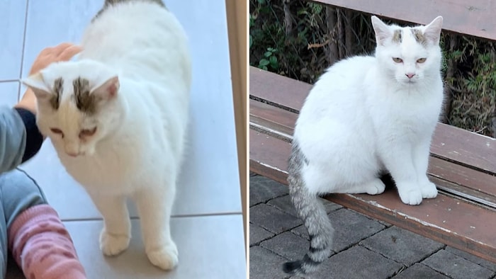 The little snowflake.