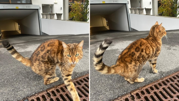 A surprising hotel guest!