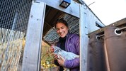 Hühnerhalterin Sabine Kluckner aus Weer hält ihre gefiederten Schützlinge im überdachten Stall.