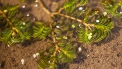 Auf der deutschen Seite des Bodensees ist die lang verschollene Pflanzenart Fischkraut (Bild) ...