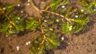 Auf der deutschen Seite des Bodensees ist die lang verschollene Pflanzenart Fischkraut (Bild) ...