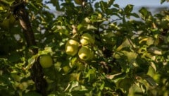 Der zweite Freitag im November ist der Tag des Apfels.