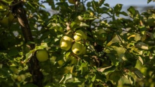 Der zweite Freitag im November ist der Tag des Apfels.