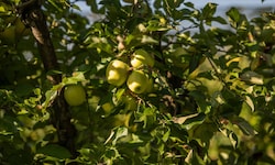 Der zweite Freitag im November ist der Tag des Apfels.
