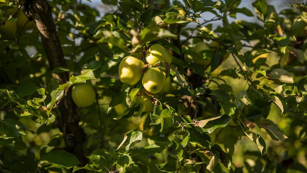 Der zweite Freitag im November ist der Tag des Apfels.