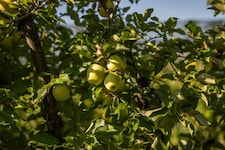 Der zweite Freitag im November ist der Tag des Apfels.