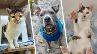 Ob Hündin Safira oder Samtpfoten aus dem Tierheim, sie alle suchen einen schönen Platz zum ...