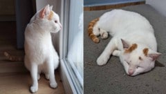 Ein Jahr lang wurde die Samtpfote von seinen Besitzern vermisst!