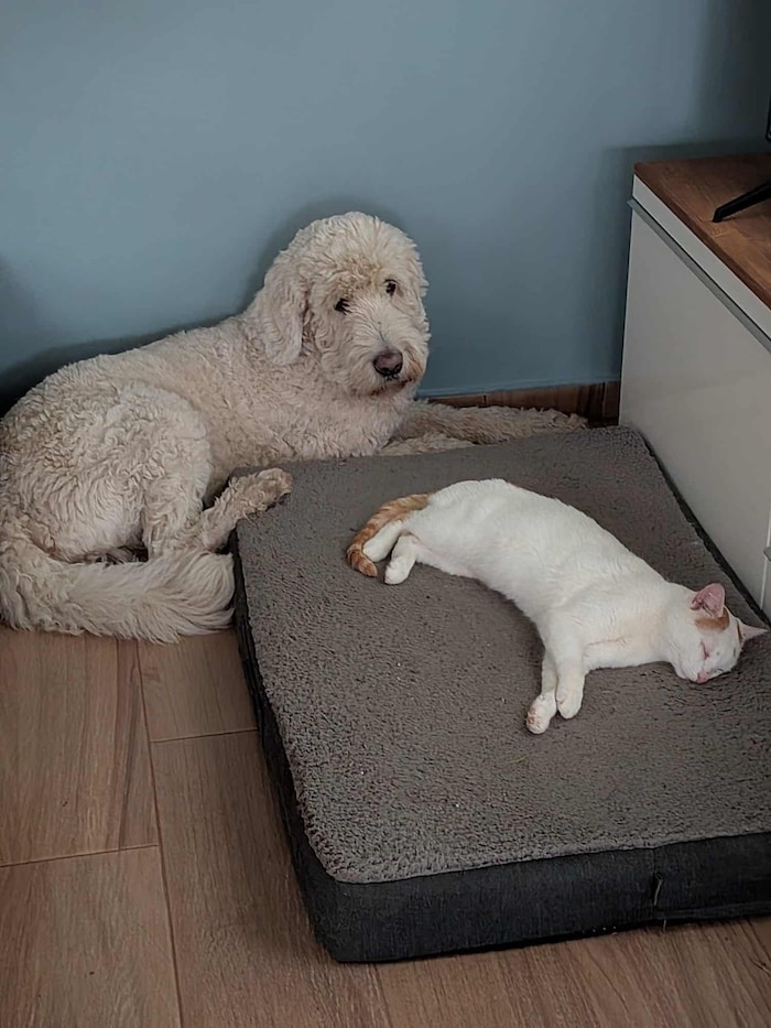 „Spot“ ist jetzt wieder zu Hause bei seiner Familie.