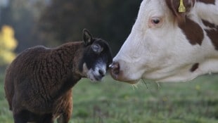 Ungewöhnliche Tierfreundschaft – die aus Schönbrunn entkommene Kuh „Mücke“ hat sich bestens in ...
