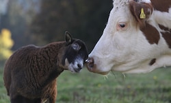 Ungewöhnliche Tierfreundschaft – die aus Schönbrunn entkommene Kuh „Mücke“ hat sich bestens in ...