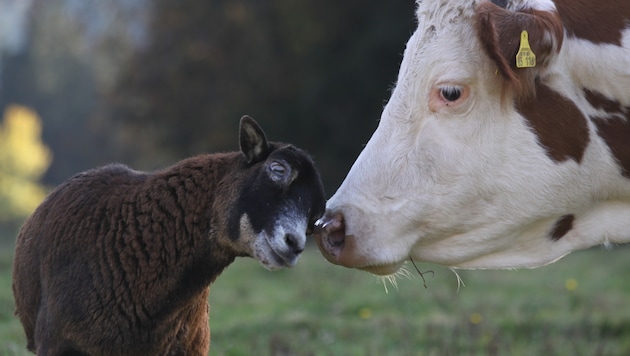 Ungewöhnliche Tierfreundschaft – die aus Schönbrunn entkommene Kuh „Mücke“ hat sich bestens in ...