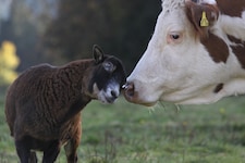 Ungewöhnliche Tierfreundschaft – die aus Schönbrunn entkommene Kuh „Mücke“ hat sich bestens in ...