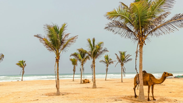 Allgegenwärtig: Dromedare