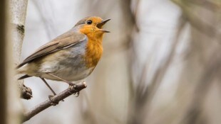Das Rotkelchen gehört zu den häufigen Waldvogelarten in Österreich- Dutzende andere Arten sind ...