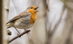 Das Rotkelchen gehört zu den häufigen Waldvogelarten in Österreich- Dutzende andere Arten sind ...