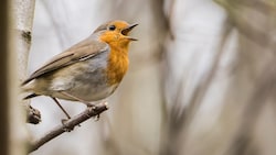Das Rotkelchen gehört zu den häufigen Waldvogelarten in Österreich- Dutzende andere Arten sind ...